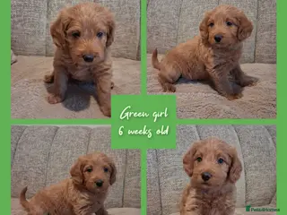 Labradoodle dogs Miniature F1b Labradoodles - Advert 17