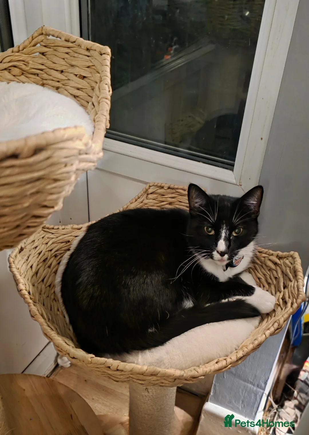 Domestic Shorthair cats for sale: Bonded pair of cats. Male and female in Newport - Advert 11