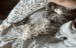 Bengal cats for sale: TICA Silver Bengal for sale - Image 7