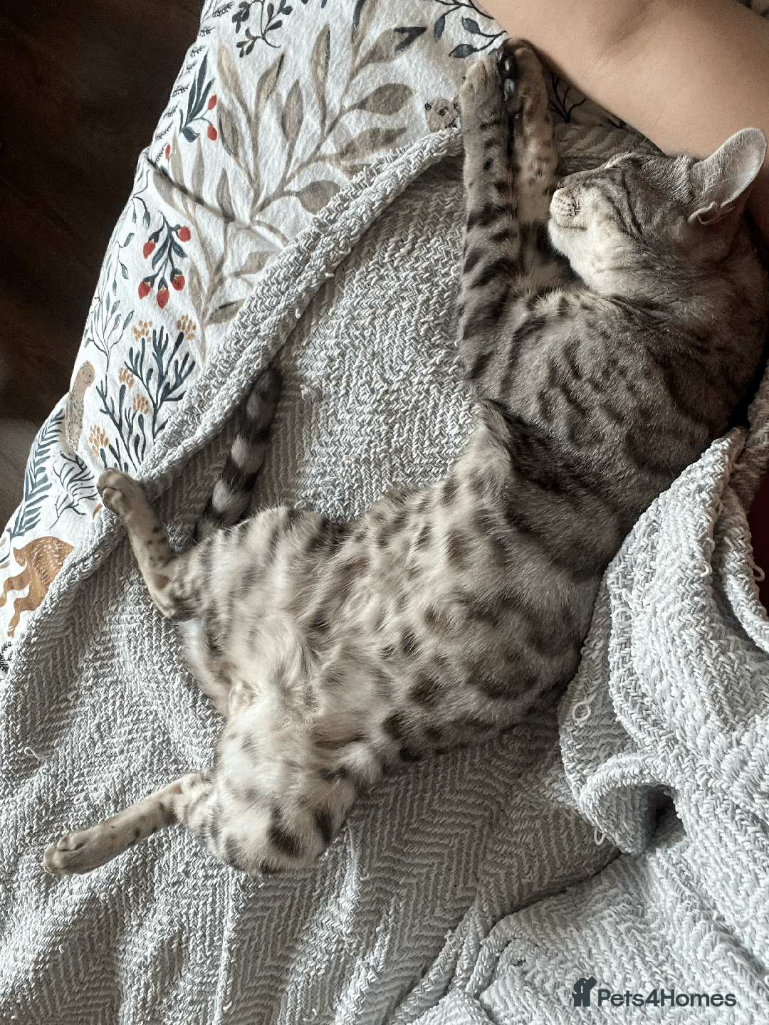 Bengal cats for sale: TICA Silver Bengal for sale - Image 7