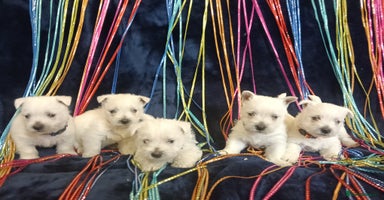 West Highland Terrier dogs - Advert 16