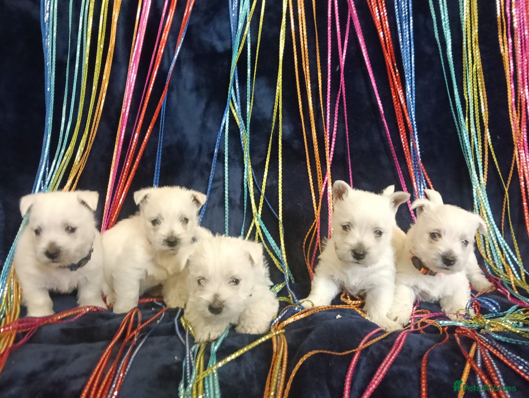 West Highland Terrier dogs for sale: KC Registered Beautiful West Highland Terrier Pups - Image 3