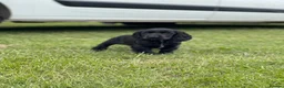 Cocker Spaniel dogs for sale: SHOW TYPE COCKER SPANEILS now ready for new home - Advert 10