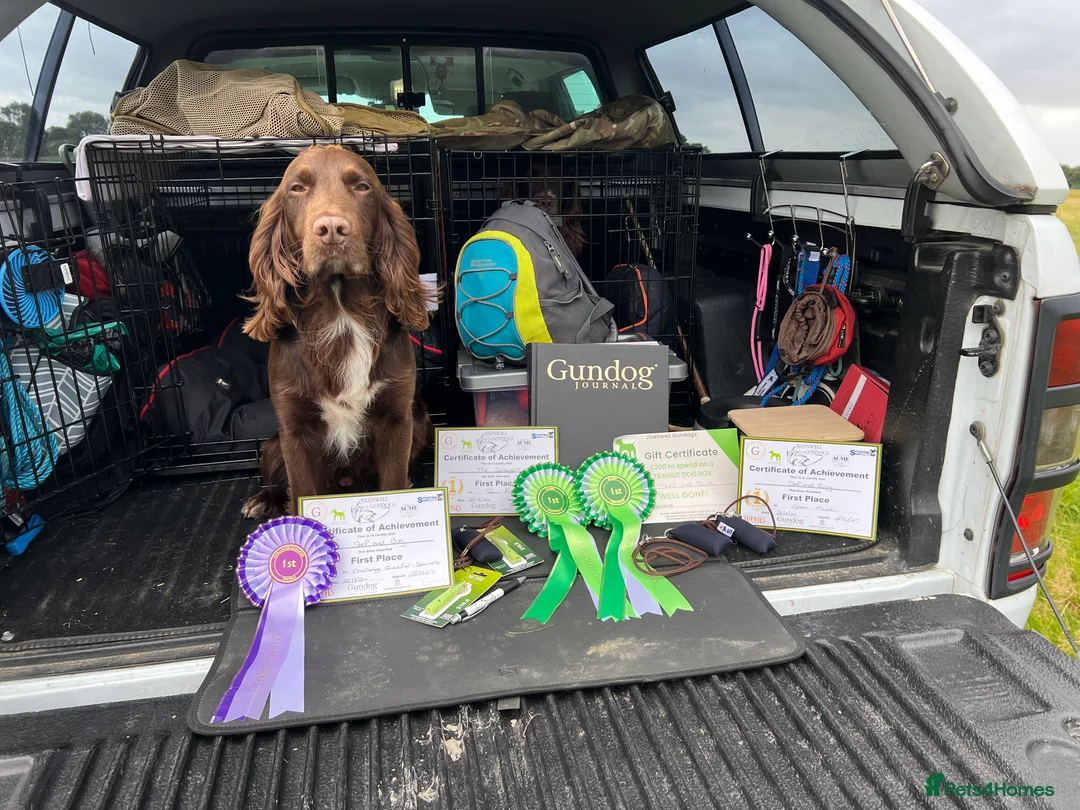 Cocker Spaniel dogs for stud: Cocker spaniel for stud extensively health tested  in Shrewsbury - Advert 25