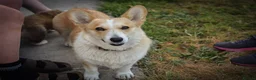 Welsh Corgi Pembroke dogs for sale:  Pembrokeshire Corgi Puppies for sale!🏡 - Advert 15