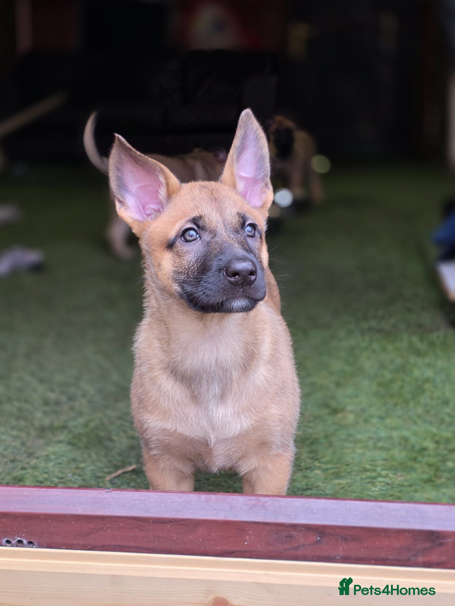 Belgian Shepherd Dog dogs READY NOW Belgian Malinois Pups  - Advert 1