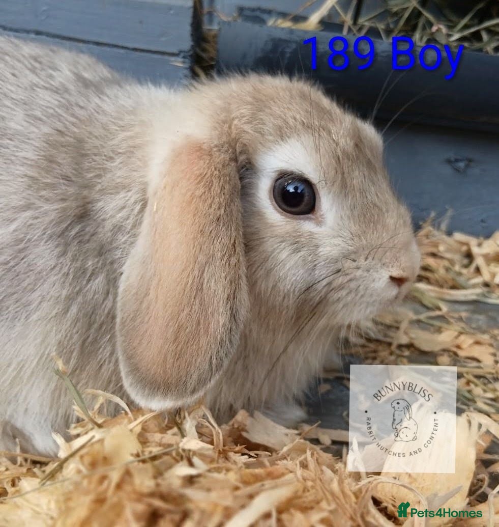 Mixed Breed rabbits ONLY 3 left looking for new homes  - Advert 18