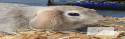 Mixed Breed rabbits for sale: 4 stunning bunnies looking for their new homes 🐇  - Advert 6