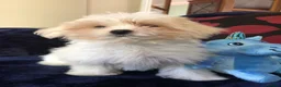Maltipoo dogs for sale: Maltipoo puppies for sale  - Advert 22