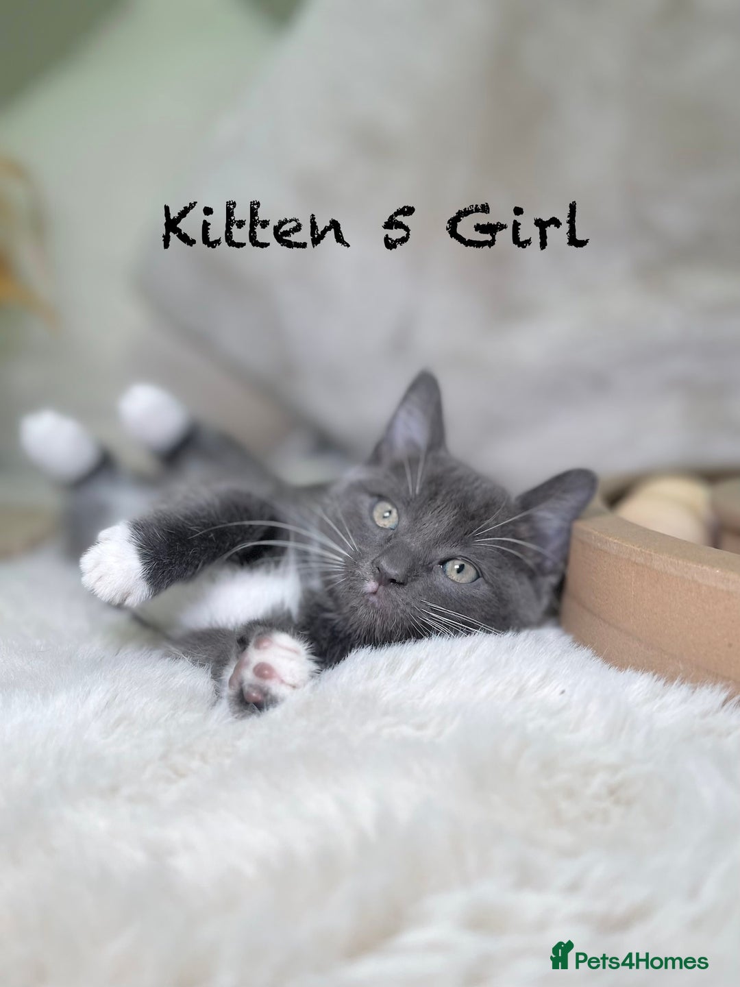 Mixed Breed cats for sale: Stunning kittens ready now  - Advert 17