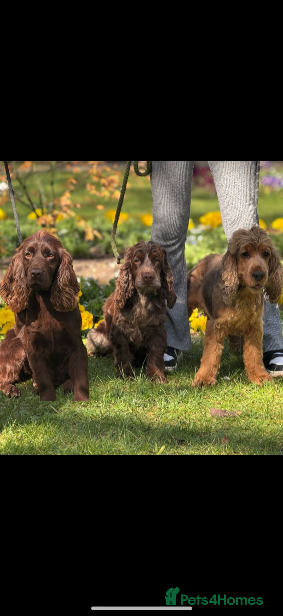 Cocker Spaniel dogs for sale: Older retired dogs for the very best home - Advert 1