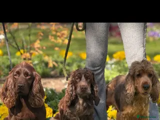 Cocker Spaniel dogs for sale: Older retired dogs for the very best home - Advert 1