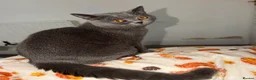 British Shorthair cats for sale: Blue British Shorthair  - Advert 2