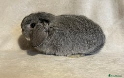 Mini Lop rabbits for sale: Pure mini lop babies to reserve  - Image 3