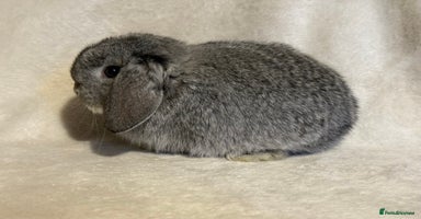 Mini Lop rabbits - Advert 2