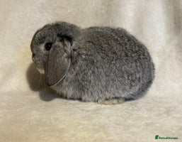 Mini Lop rabbits - Advert 3