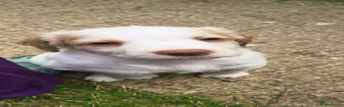 Boy 1