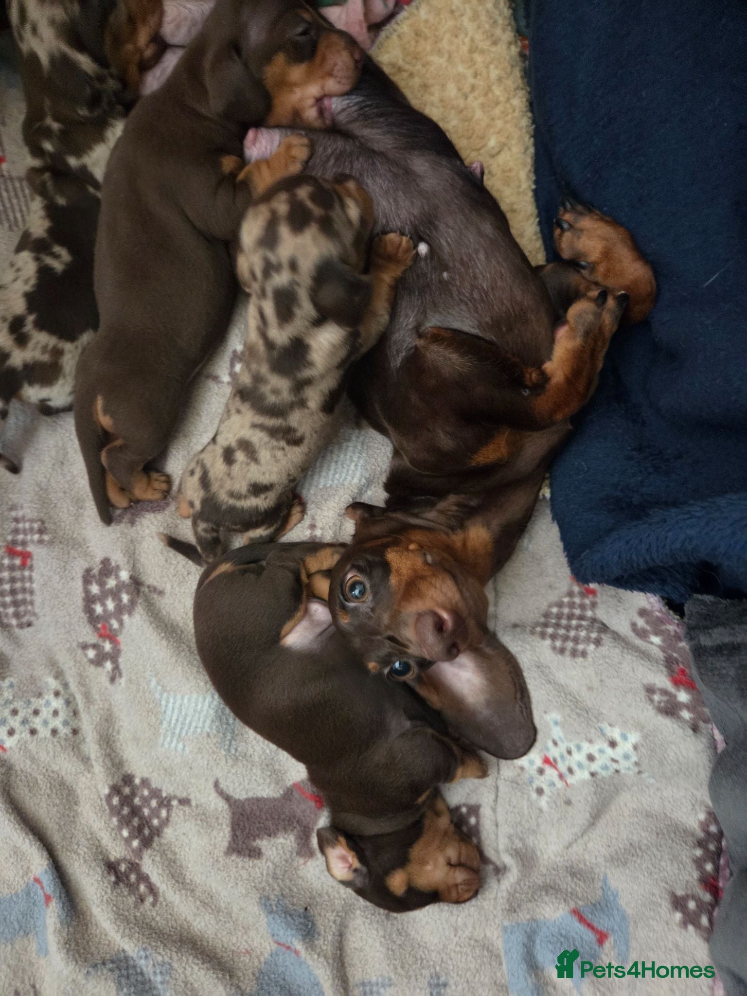 Miniature Dachshund dogs Kc registered Miniature Dachshund  - Advert 2