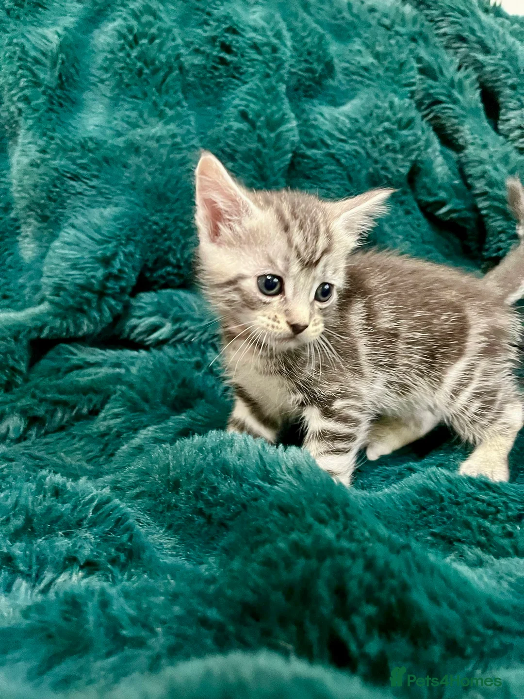 Maine Coon cats for sale: Last 2 kittens available  - Advert 5