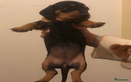 Dachshund dogs for sale: Dachshund puppies  - Image 5