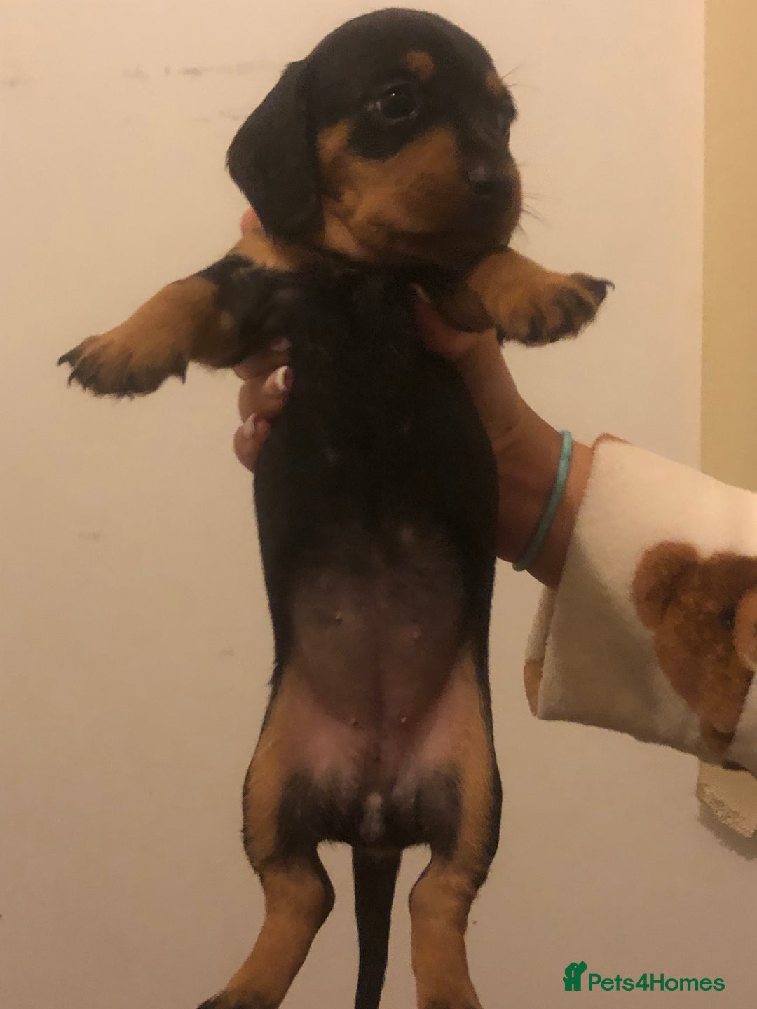 Dachshund dogs for sale: Dachshund puppies  - Image 5