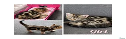 Bengal cats for sale: Quarter-Bengal Kittens After Their Forever Homes - Advert 3