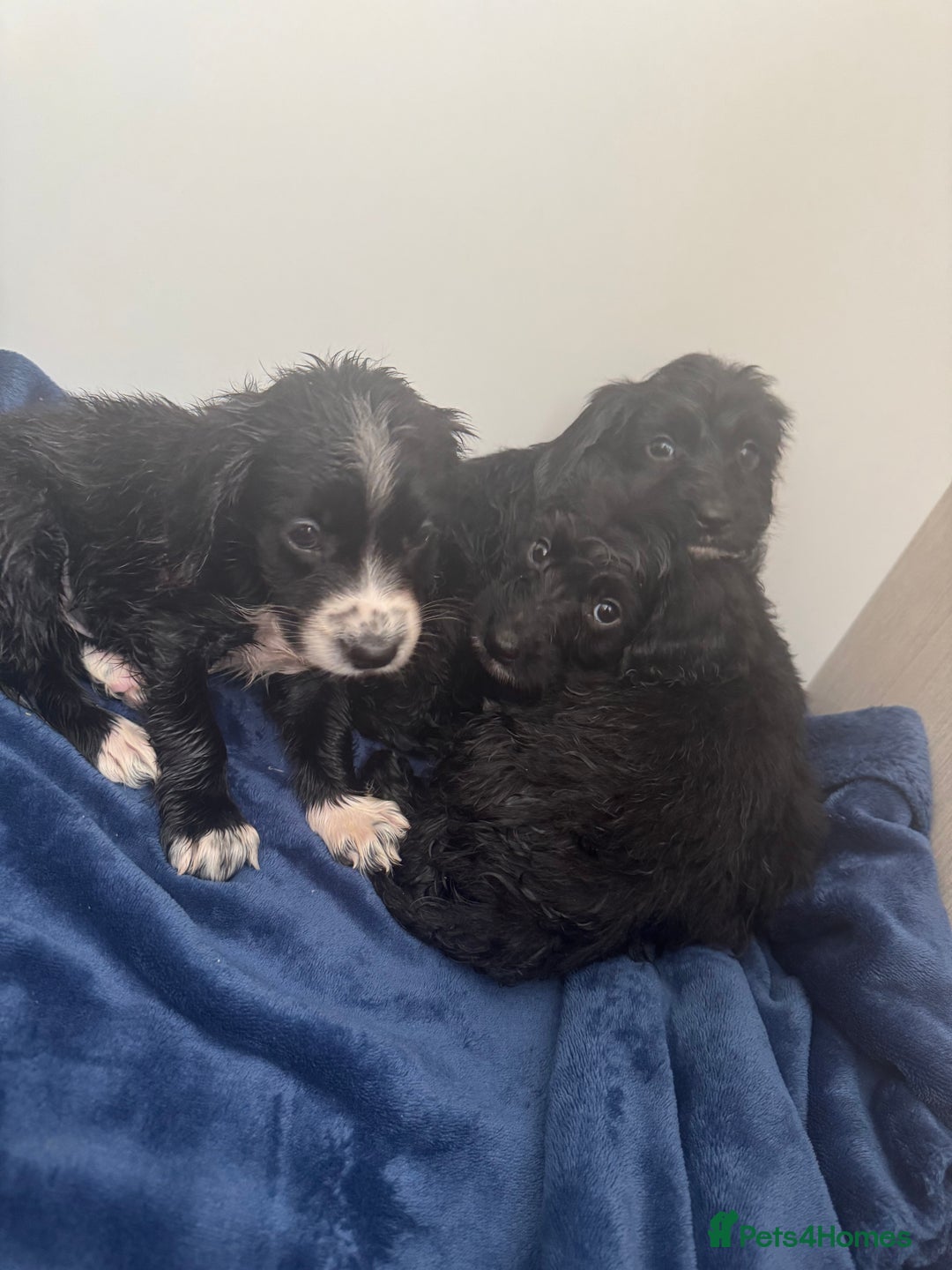 Cockapoo dogs for sale: Beautiful Cockapoo puppies!  - Image 12