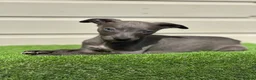 Whippet dogs for sale: Blue whippets  - Advert 22