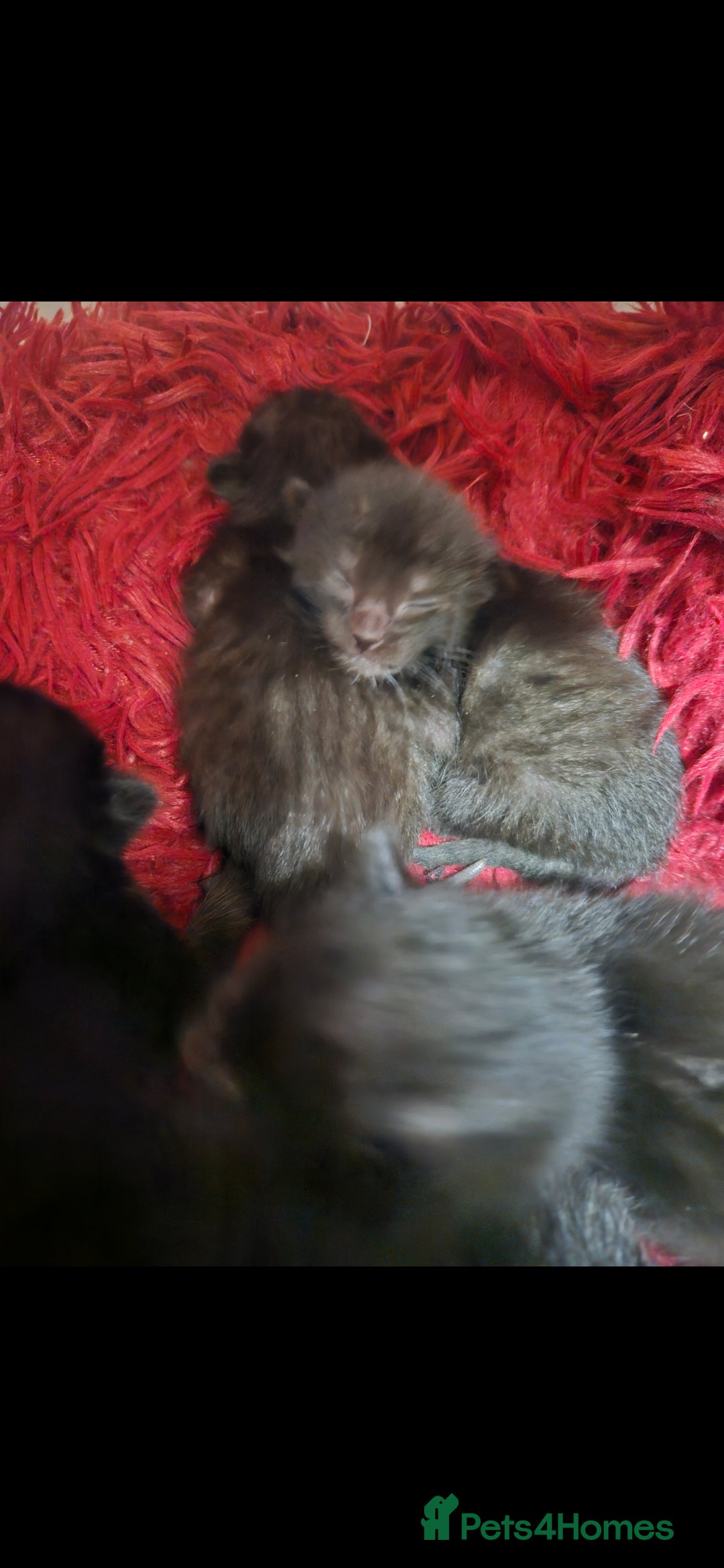 Oriental cats for sale: Oriental Mixed Breed - Image 8