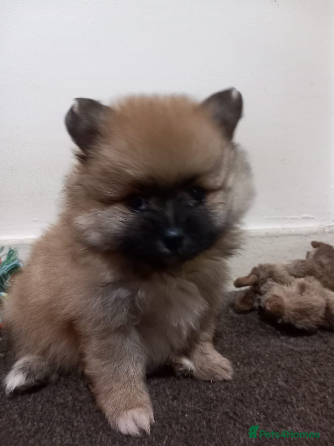 Pomeranian dogs for sale: Pomeranian puppy  - Advert 17