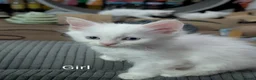 Maine Coon cats for sale: Maincoon kittens (pure bred) in Larkhall - Advert 1