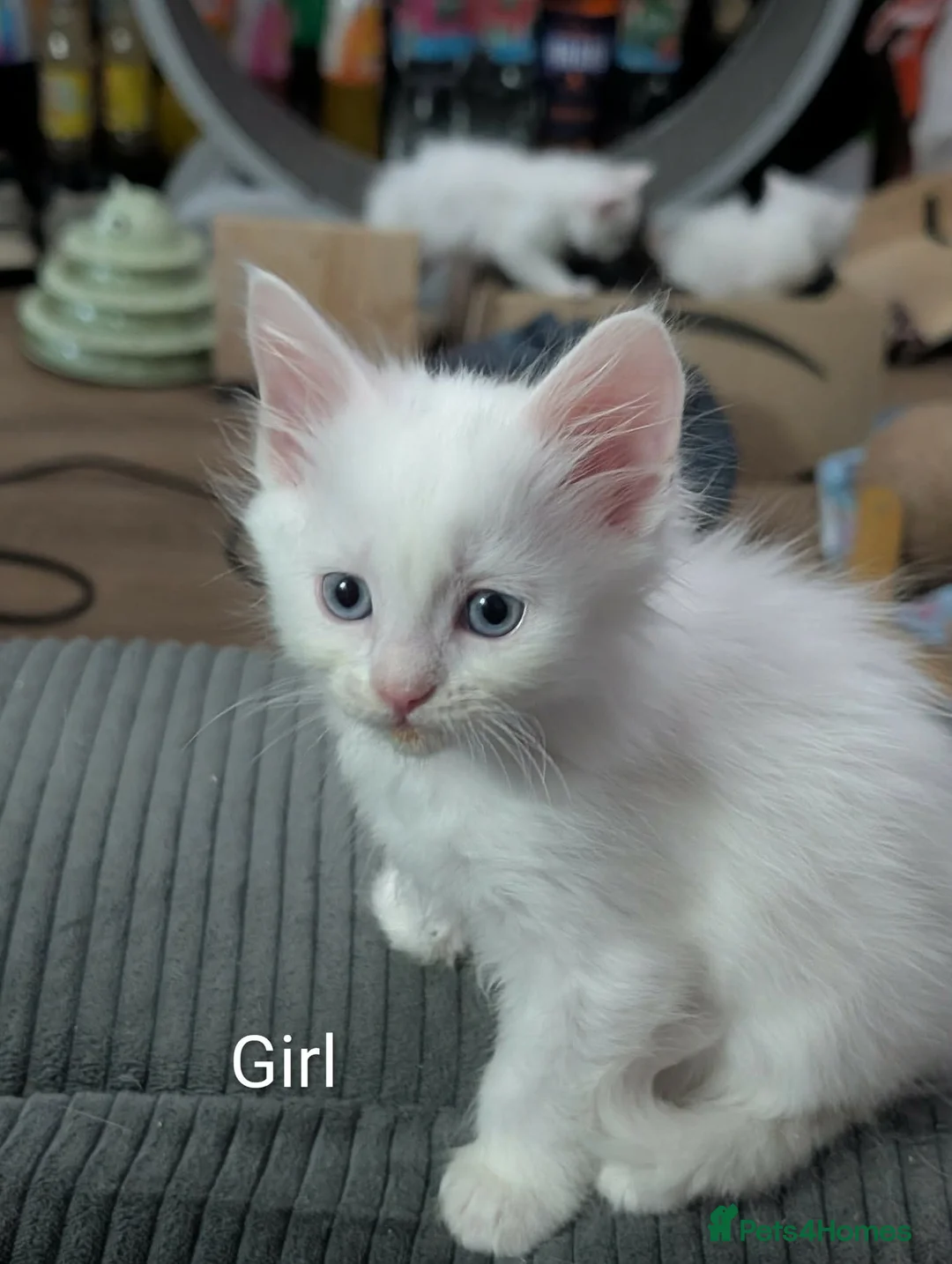 Maine Coon cats for sale: Maincoon kittens (pure bred) in Larkhall - Advert 1