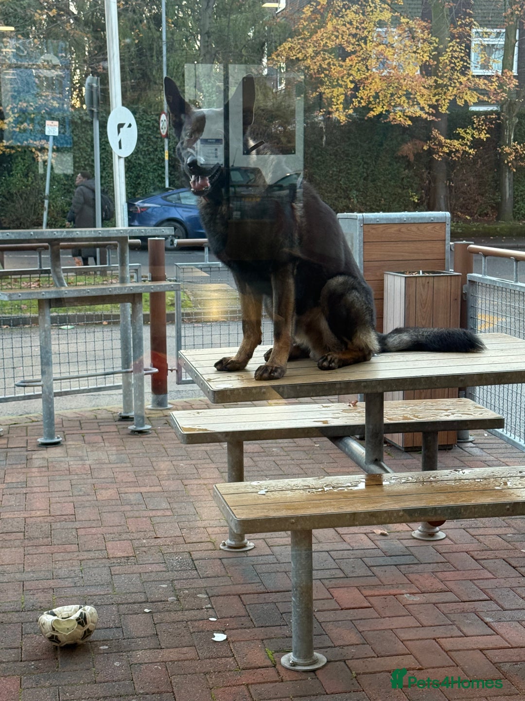 German Shepherd dogs for sale: Working Line German shepherd Dog - Advert 2