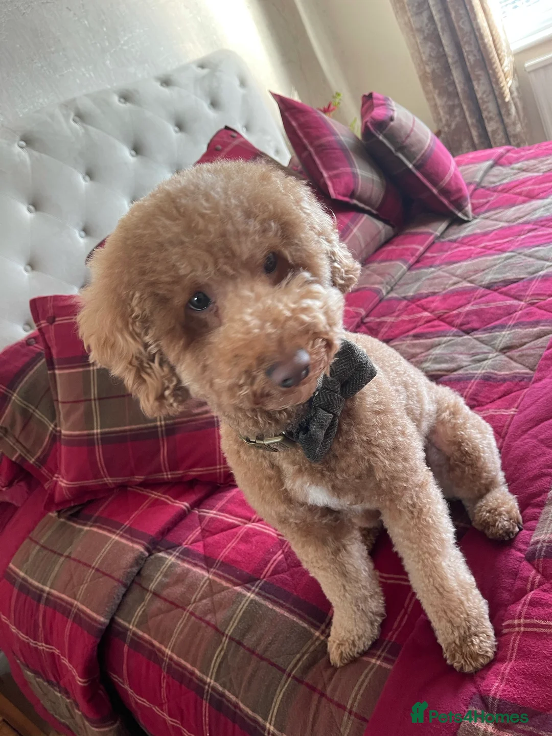 Cockapoo dogs for stud: ❤️Health Tested Beautiful red poodle for stud❤️ - Advert 2