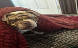 English Bulldog dogs for sale: Bulldog  - Image 1