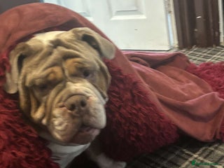 English Bulldog dogs - Advert 1