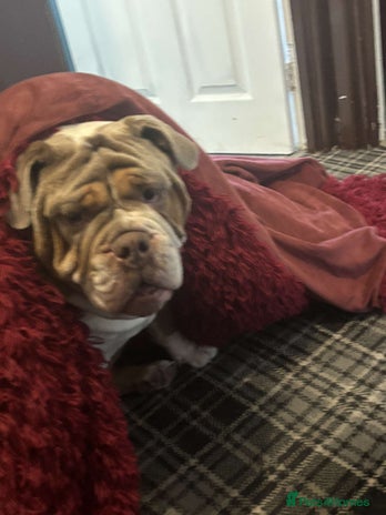 English Bulldog dogs - Advert 2