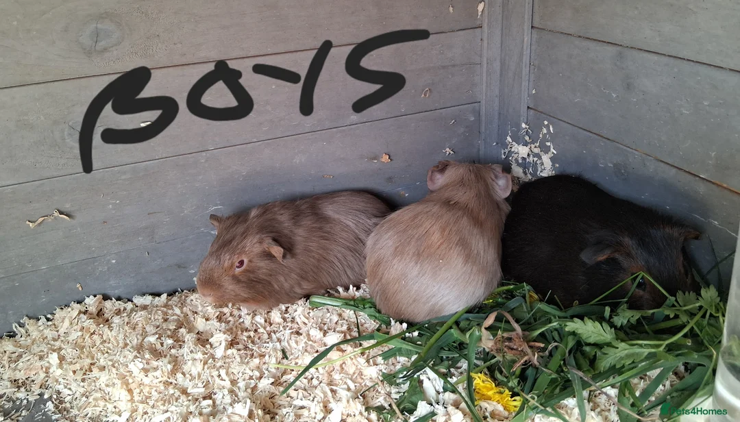 Guinea Pig rodents for sale: Baby guinea pigs - Advert 1