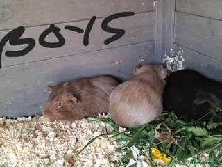 Guinea Pig rodents Baby guinea pigs - Advert 1