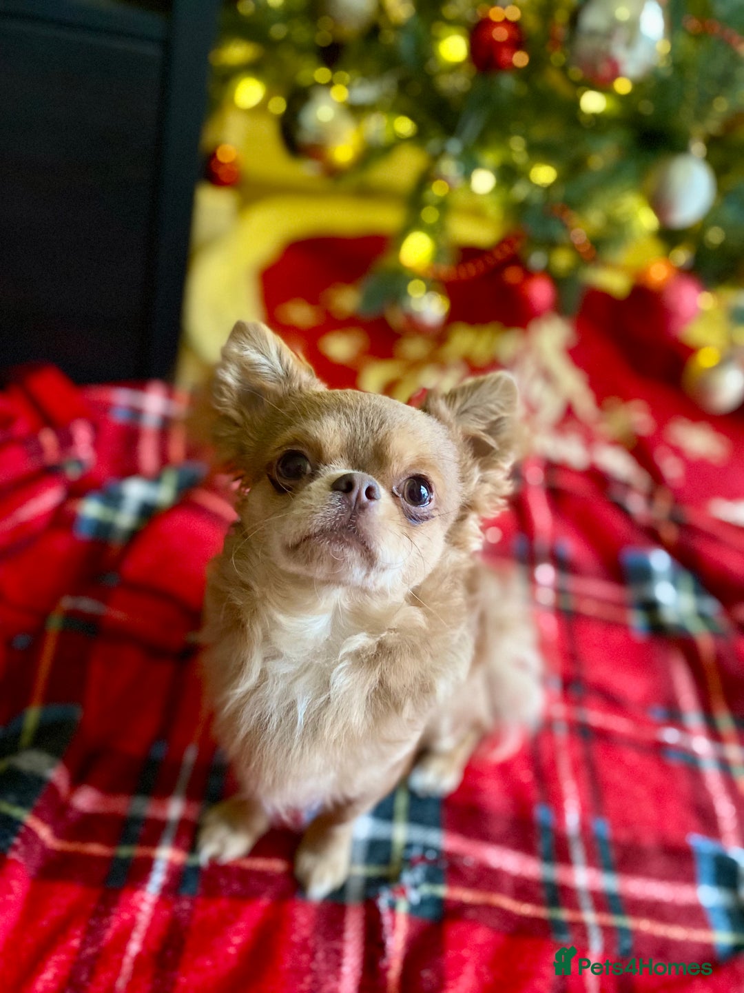 Chihuahua dogs for sale: Gorgeous KC boy for sale 😍 - Advert 2