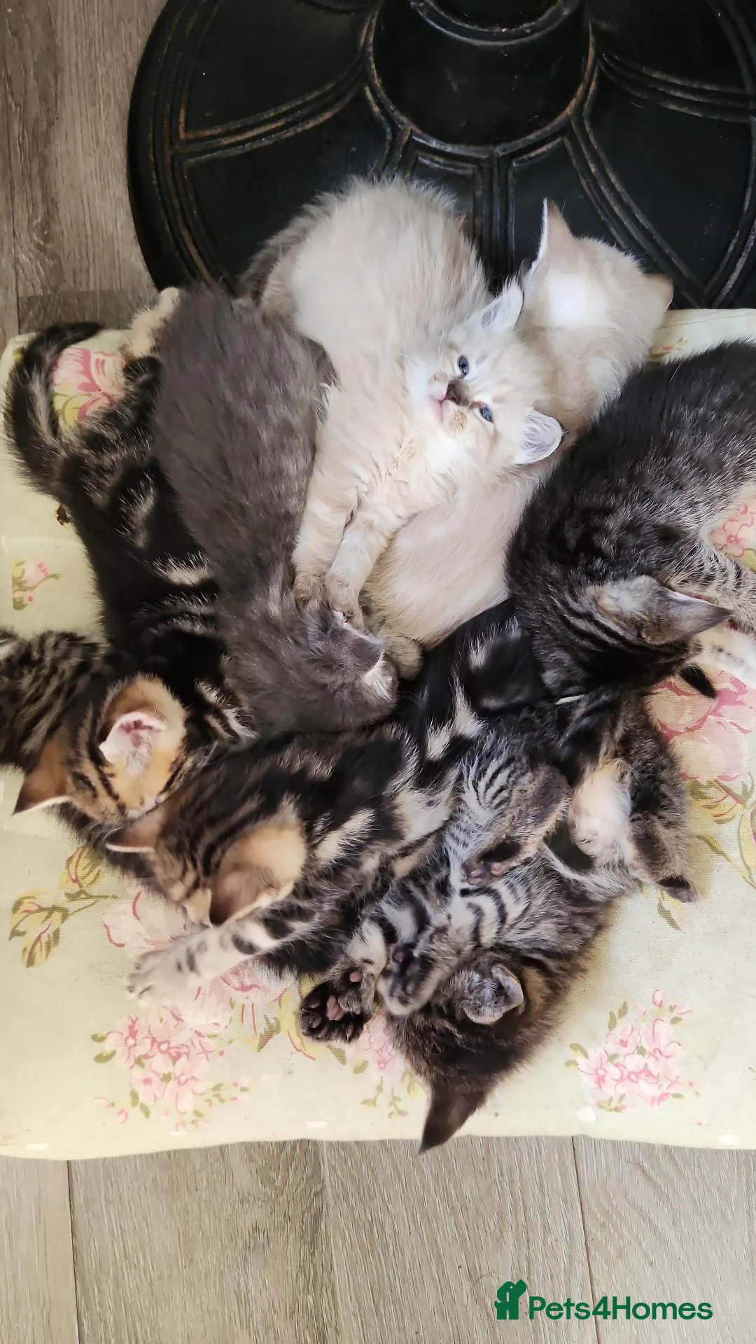 Mixed Breed cats for sale: Kittens for sale - Advert 2