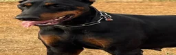 Dobermann dogs for sale: Imported Female Dobermann  - Advert 1