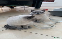 British Shorthair cats for sale: Stunning Pedigree British Blue Short Hair Males - Image 2