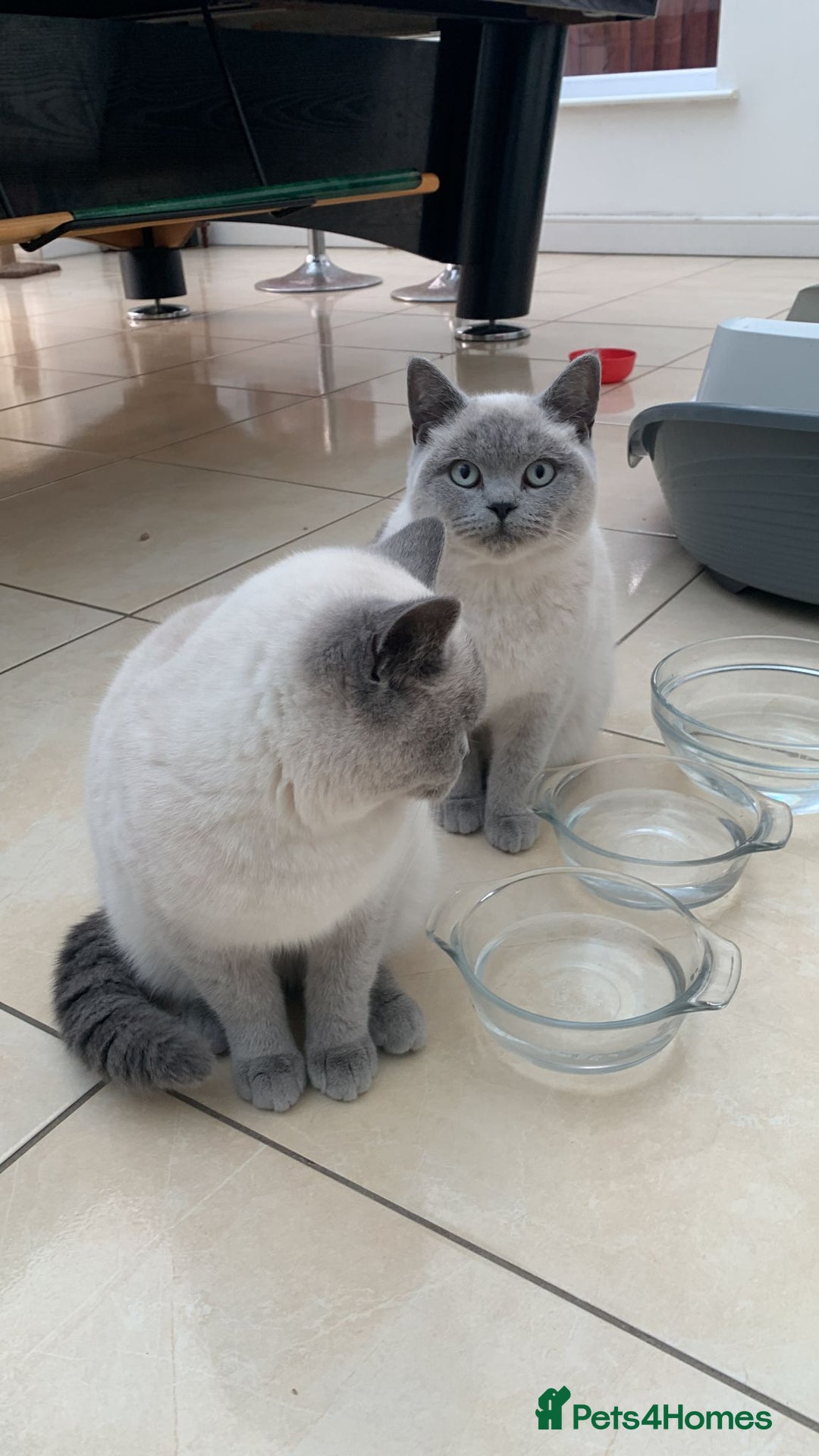 British Shorthair cats for sale: Stunning Pedigree British Blue Short Hair Males - Image 2