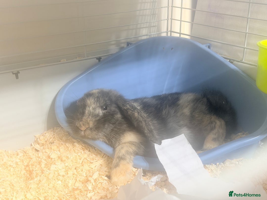 Mixed Breed rabbits for sale: Rabbits for rehoming - Advert 1