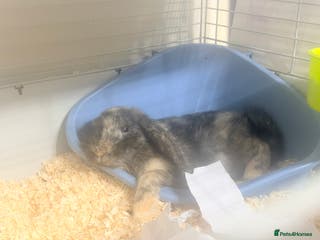 Mixed Breed rabbits Free Rabbits for rehoming - Advert 9