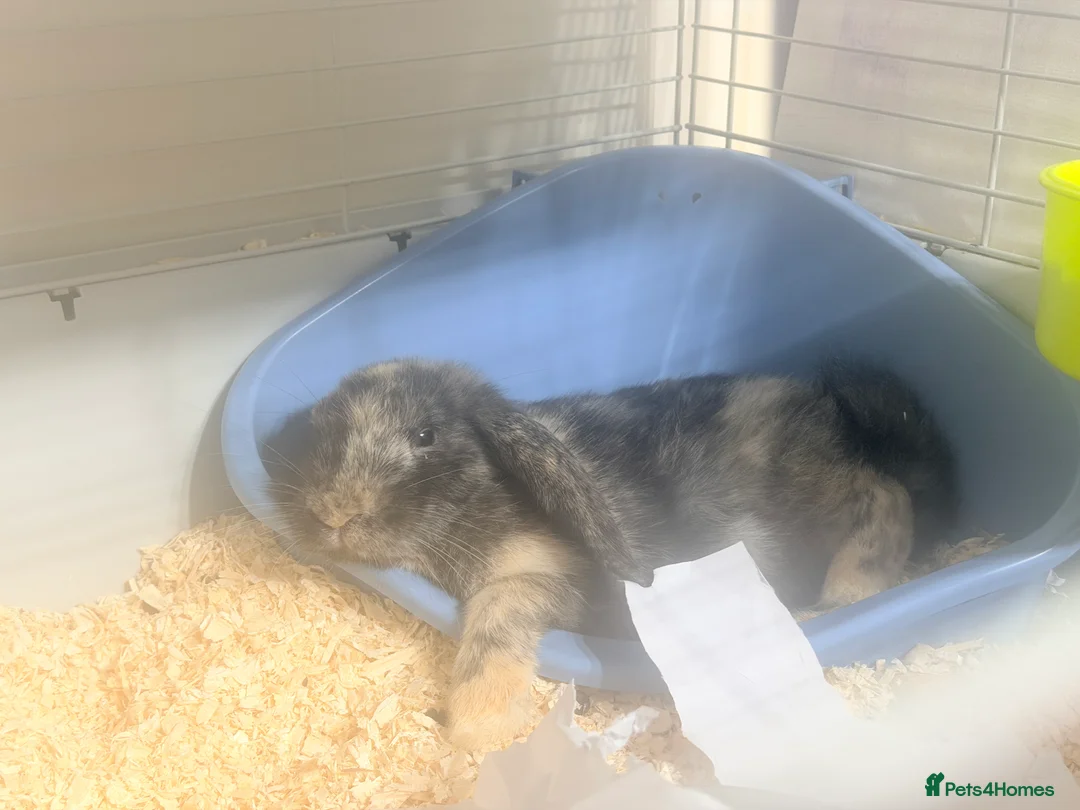 Mixed Breed rabbits for sale: Free Rabbits for rehoming - Advert 1