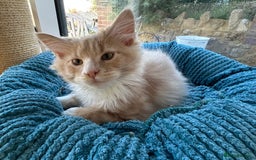 Maine Coon cats for sale: Pedigree Maine Coon kittens  - Image 2
