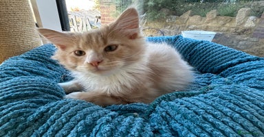 Maine Coon cats - Advert 6