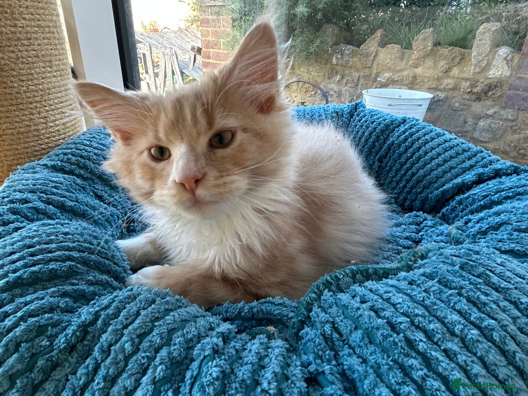Maine Coon cats for sale: Pedigree Maine Coon kittens  - Image 2